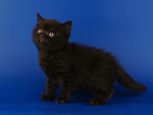 Черный британец фото. Черный британский котенок. Британские котята черного окраса.  
